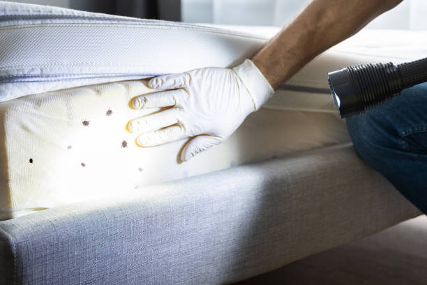 Best Termite Control Services  in England, AR
